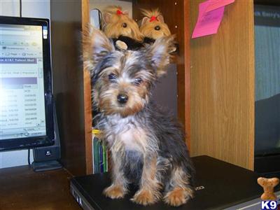 Yorkshire Terrier Puppies for Sale