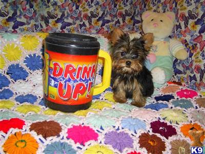 Yorkshire Terrier Puppies for Sale