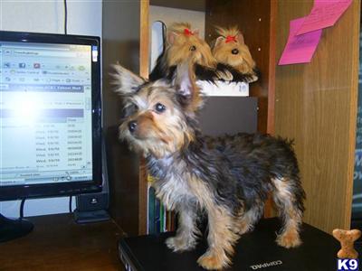 Yorkshire Terrier Puppies for Sale
