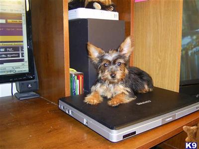 Yorkshire Terrier Puppies for Sale