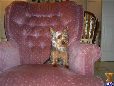 Dogs - Yorkshire Terrier