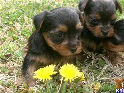 Yorkshire Terrier Puppies in TX
