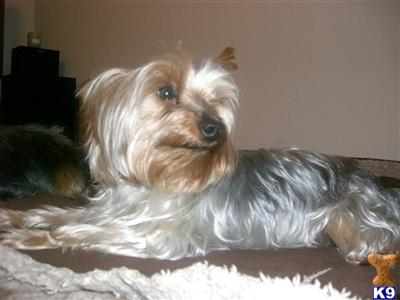 Stud Dogs - Yorkshire Terrier