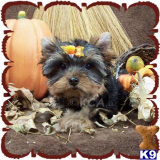 Puppies in IA