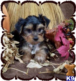 Puppies in IA