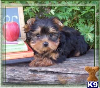 Yorkshire Terrier Puppies for Sale