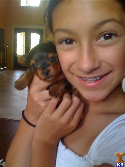 Yorkshire Terrier Puppies in TX