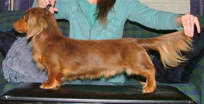 Stud Dogs - Dachshund