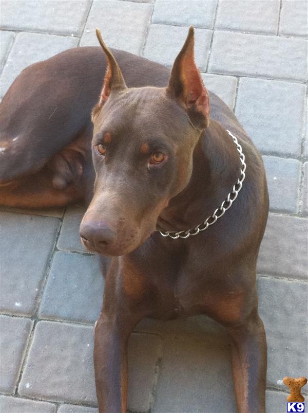 Stud Dogs - Doberman Pinscher