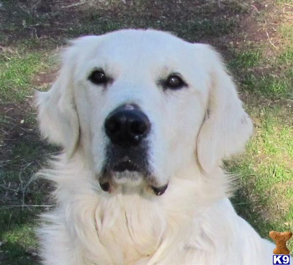 golden retriever california document moved golden retriever california document moved