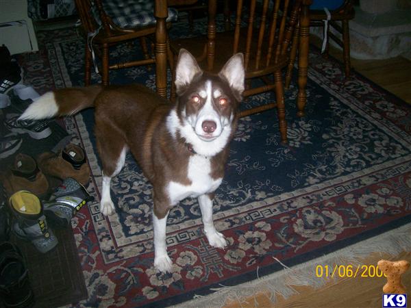 Dogs for Sale in WI