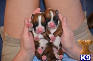 Puppies in Cottonwood