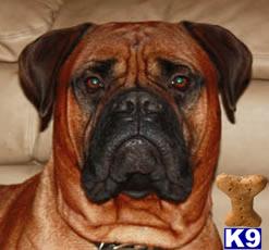 Stud Dogs - Bullmastiff