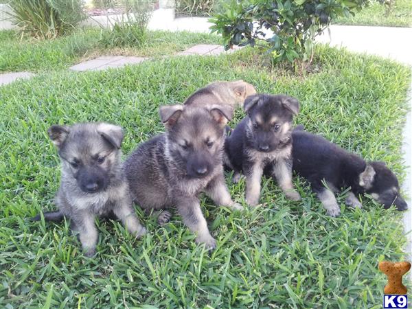 German Shepherd Puppies in TX