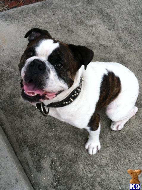 Stud Dogs in AL