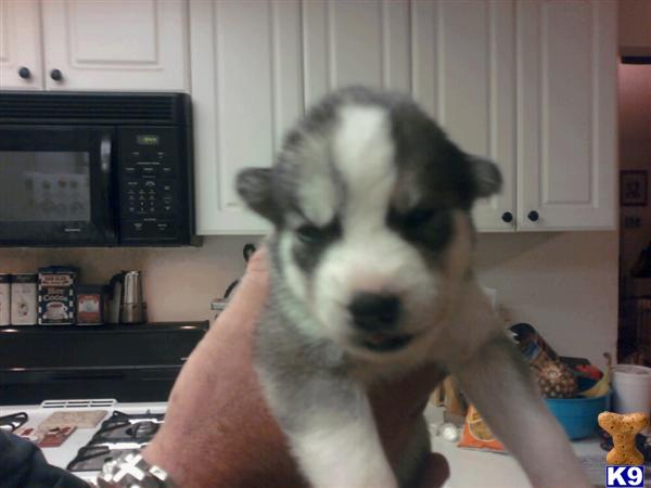 Puppies in Santa maria
