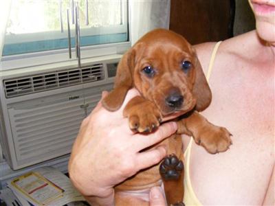Puppies in NH
