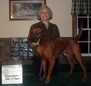 Stud Dogs in NH