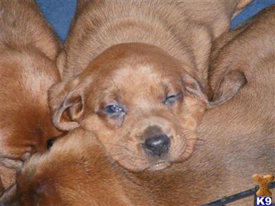 Puppies in NH