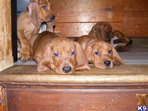 Puppies in NH