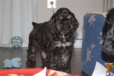 American Cocker Spaniel Puppies for Sale