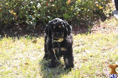 Puppies in St. augustine