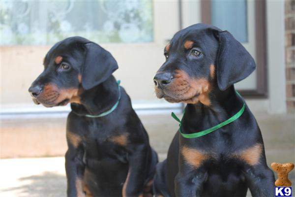 Puppies in VA