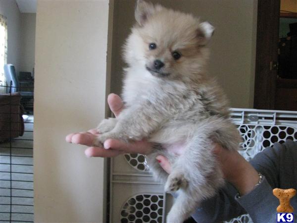 Puppies in DE