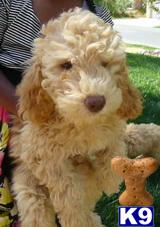Puppies in Palmdale