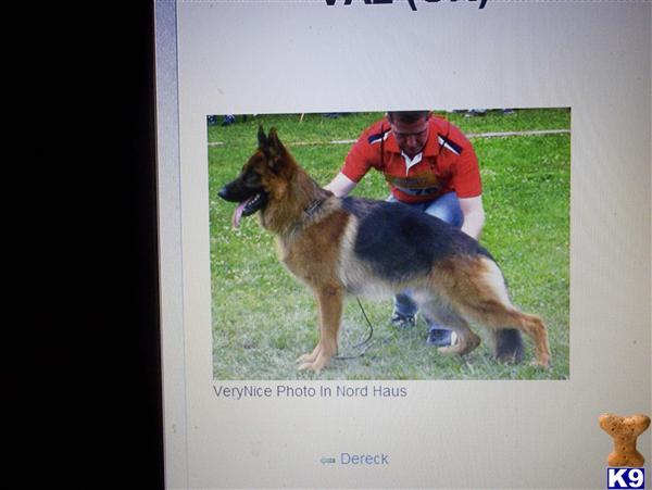 Stud Dogs in ID
