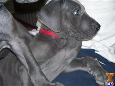 Puppies in MI