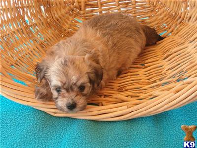 Puppies in SD
