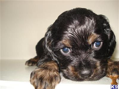Puppies in Bronx