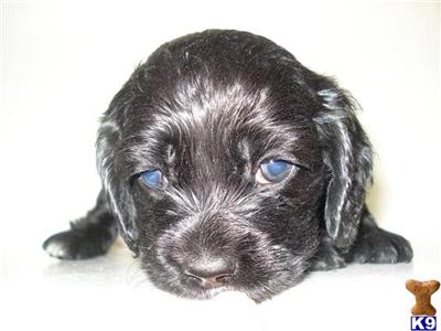 Puppies in Bronx