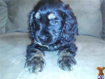 Puppies in Bronx