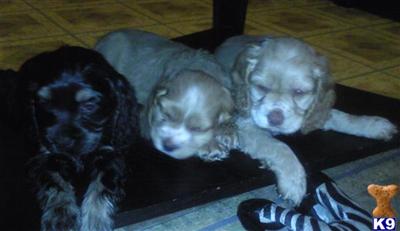 Puppies in Bronx