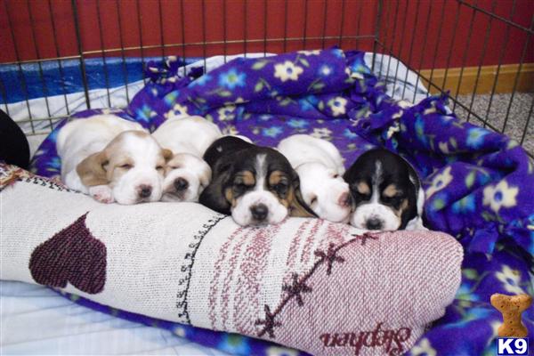 Basset Hound Puppies