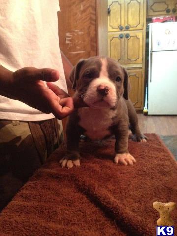 Puppies in AL