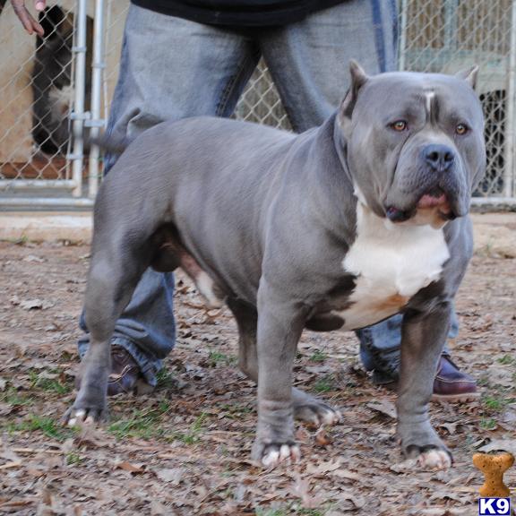 Stud Dogs - American Pit Bull