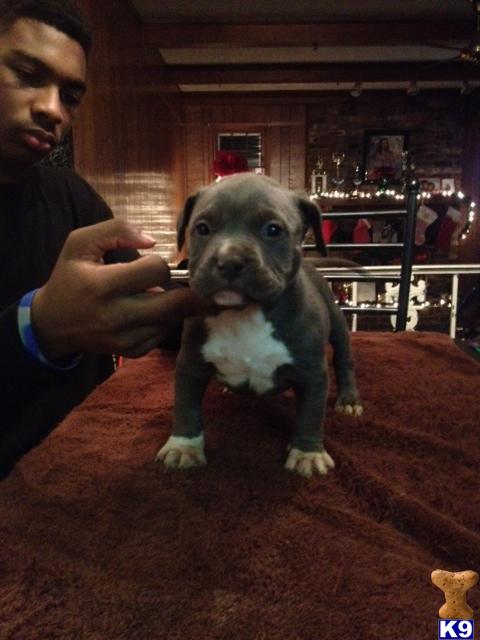 Puppies in AL