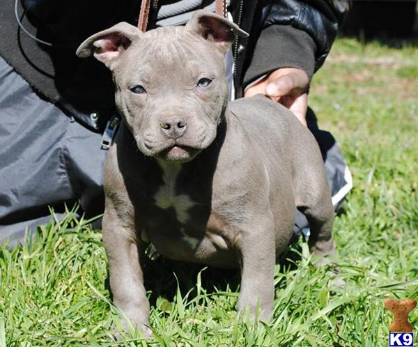 Puppies in AL