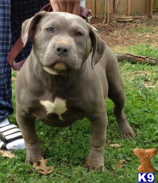 Puppies in AL