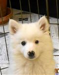 American Eskimo Dog
