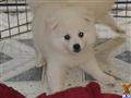 American Eskimo Dog