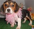 Beagle