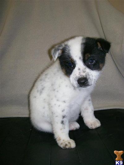 Puppies in IL