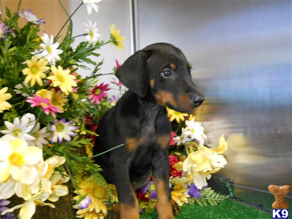Doberman Pinscher Puppies for Sale