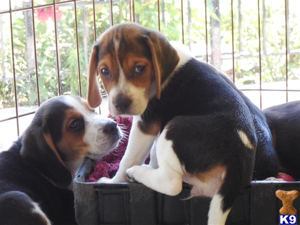 beagle puppies for sale in illinois document moved beagle puppies for sale in illinois document moved