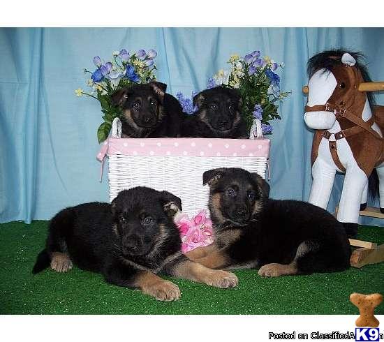 Puppies in IL