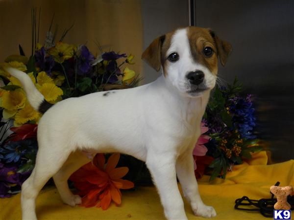 black jack russell terrier